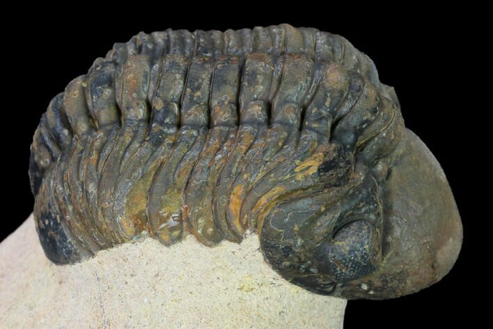 Reedops Trilobite - Foum Zguid, Morocco #165966